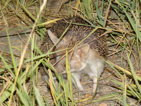 Image of Steppe Hedgehogs