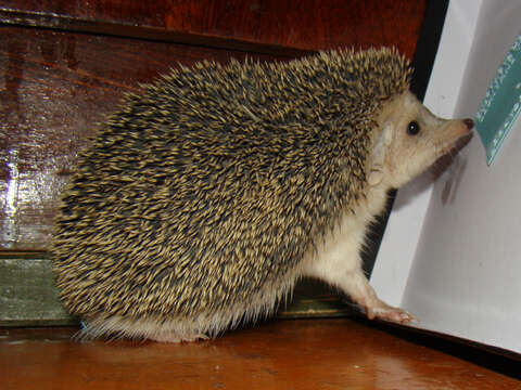 Image of Steppe Hedgehogs