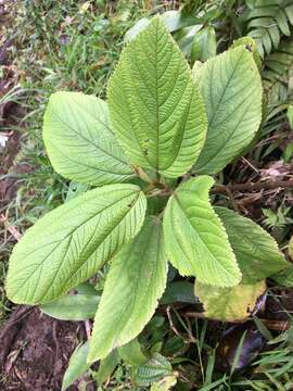 Image of Hawai'i false nettle