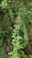 Image of Olearia fimbriata M. Heads