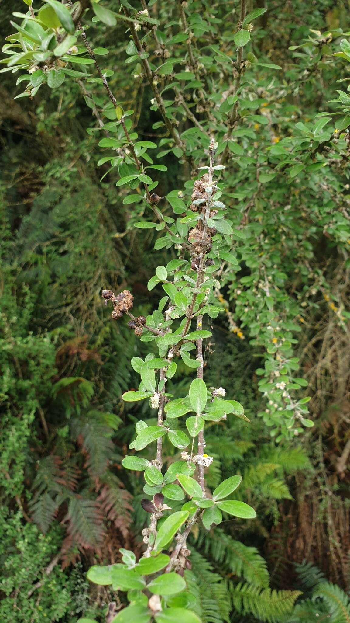 Olearia fimbriata M. Heads resmi