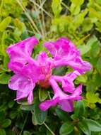 صورة Rhododendron myrtifolium Schott & Kotschy