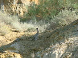 Image of Tolai Hare