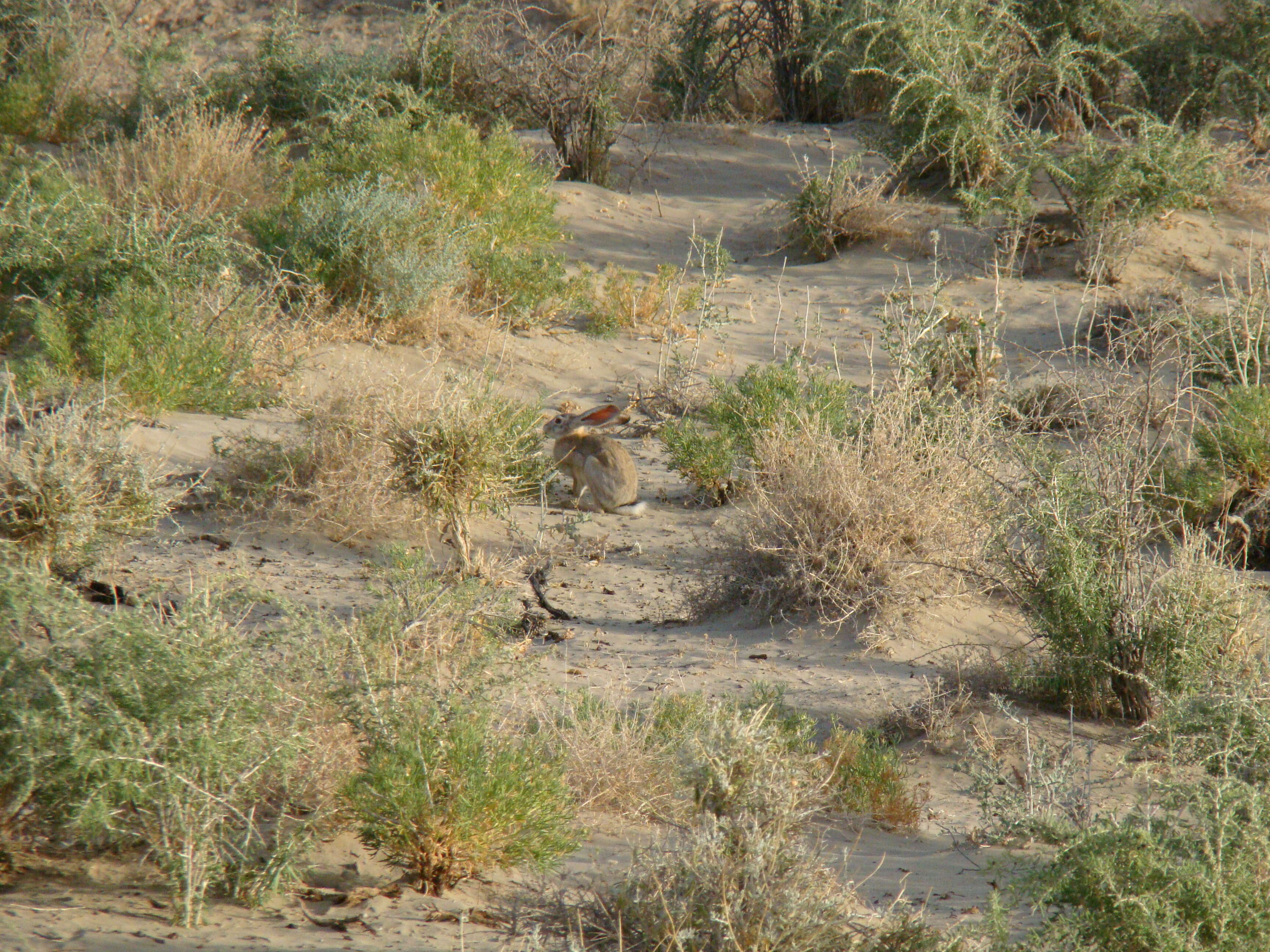 Image of Tolai Hare