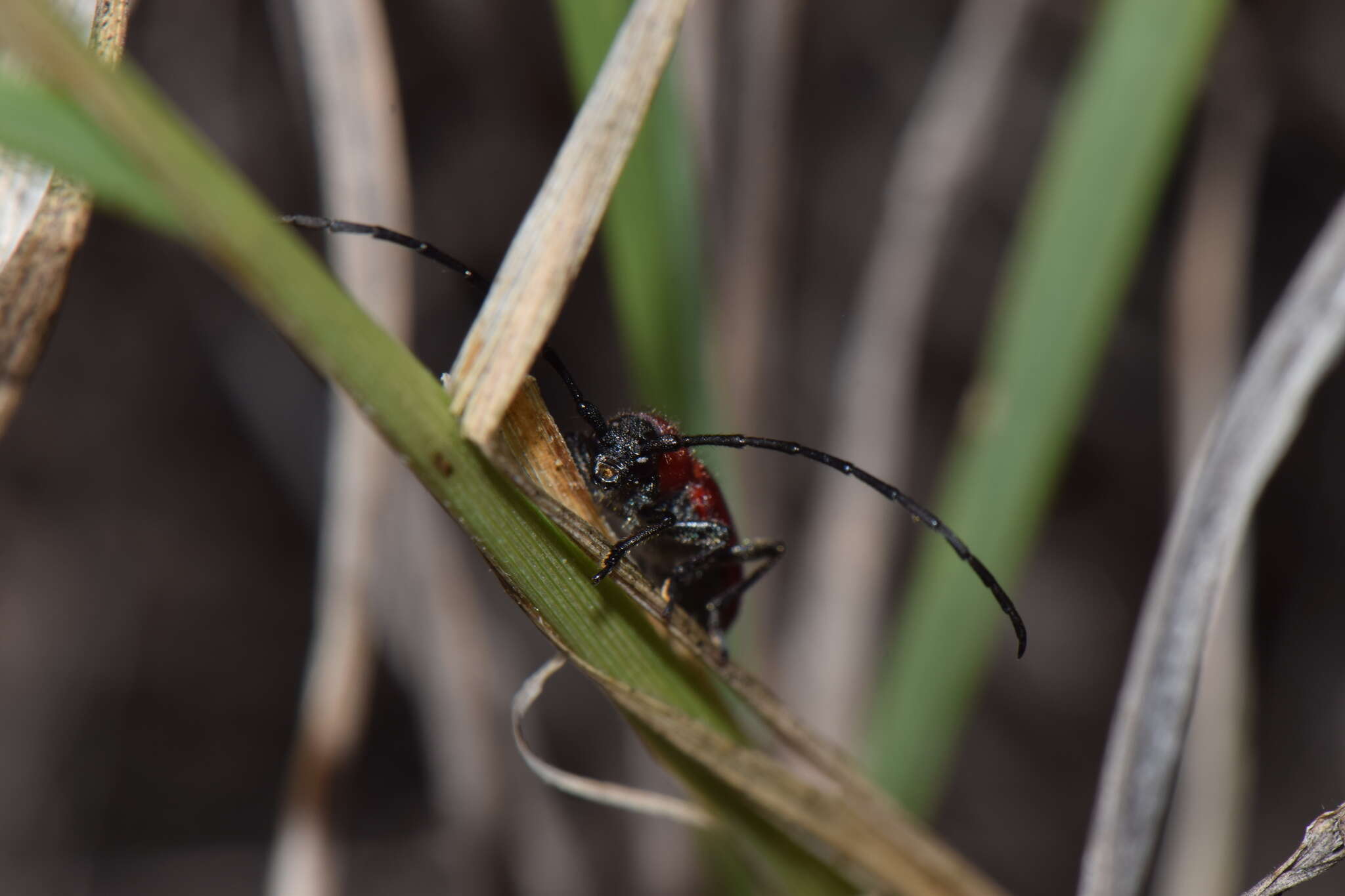 Image of Tylosis suturalis White 1853