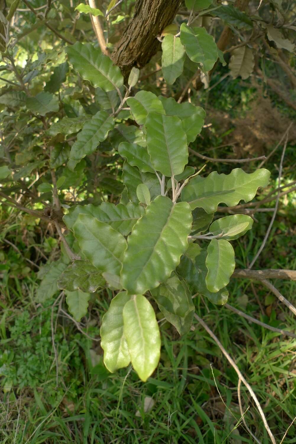 Image de Olearia albida var. angulata (T. Kirk) Allan