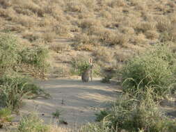 Image of Tolai Hare