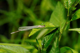 Image of Azure Bluet