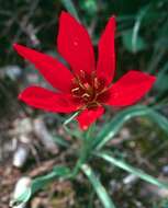 Image of orange wild tulip