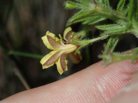 Image of Goodenia heterophylla Sm.