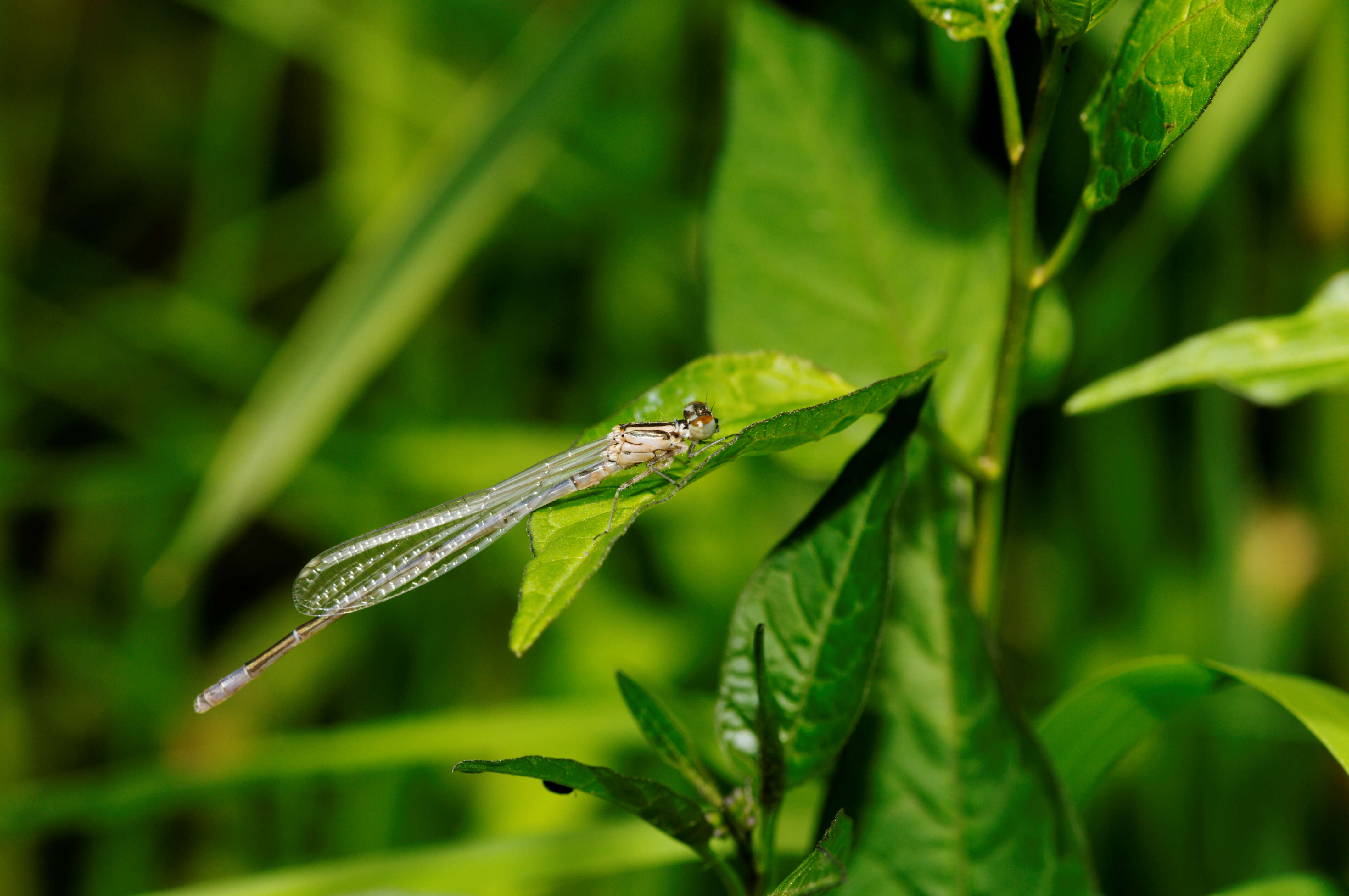 Image of Azure Bluet