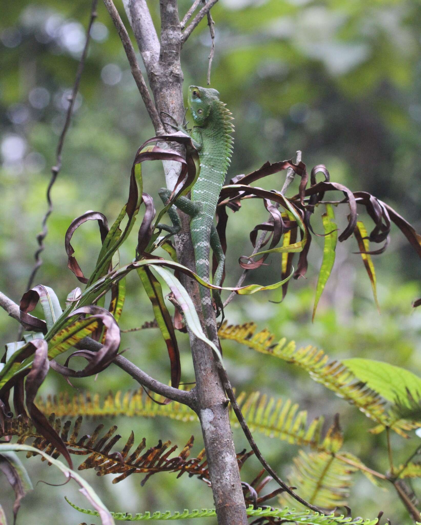 Image of Common green forest lizard