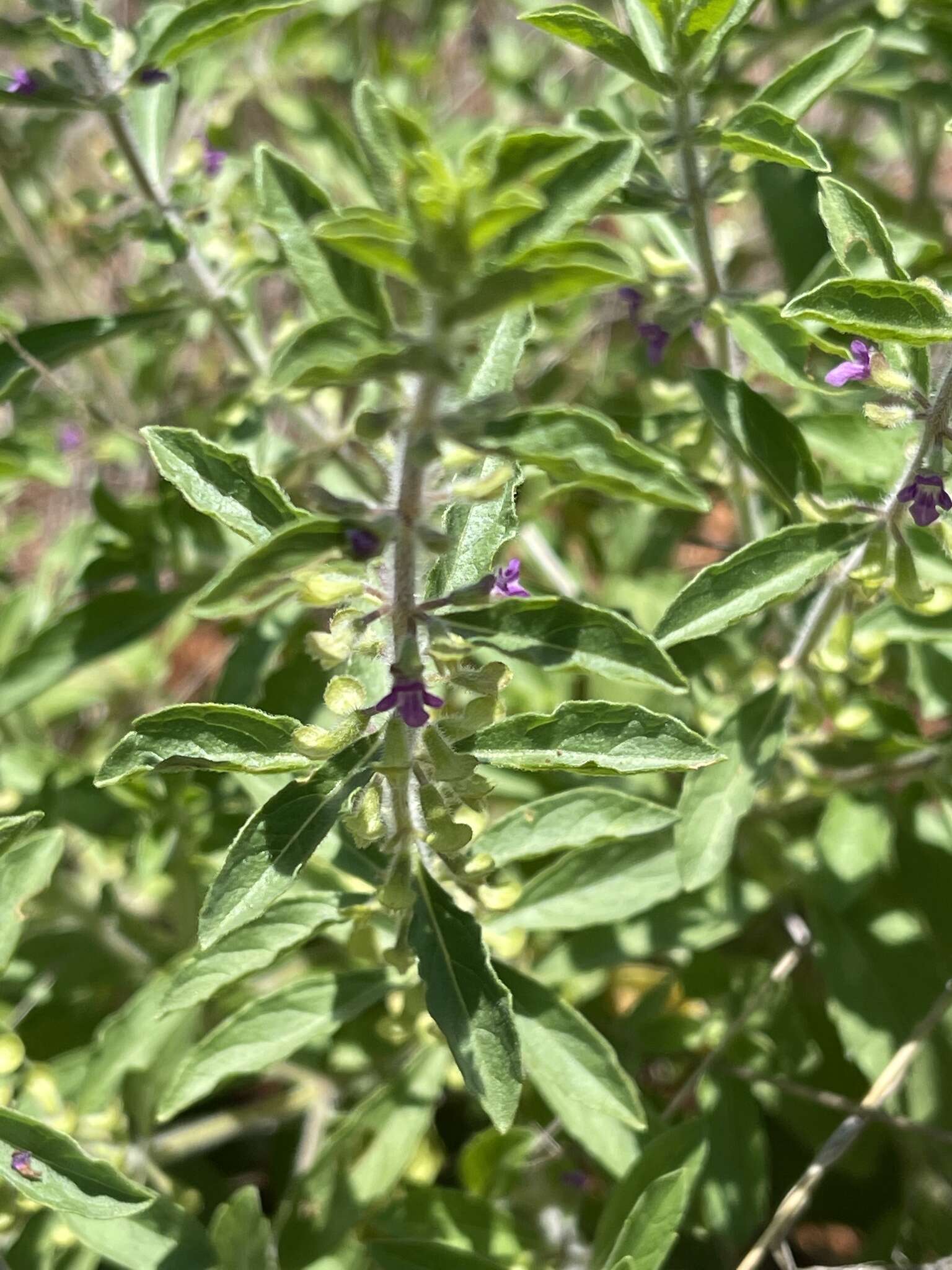 Image of Endostemon tereticaulis (Poir.) M. R. Ashby