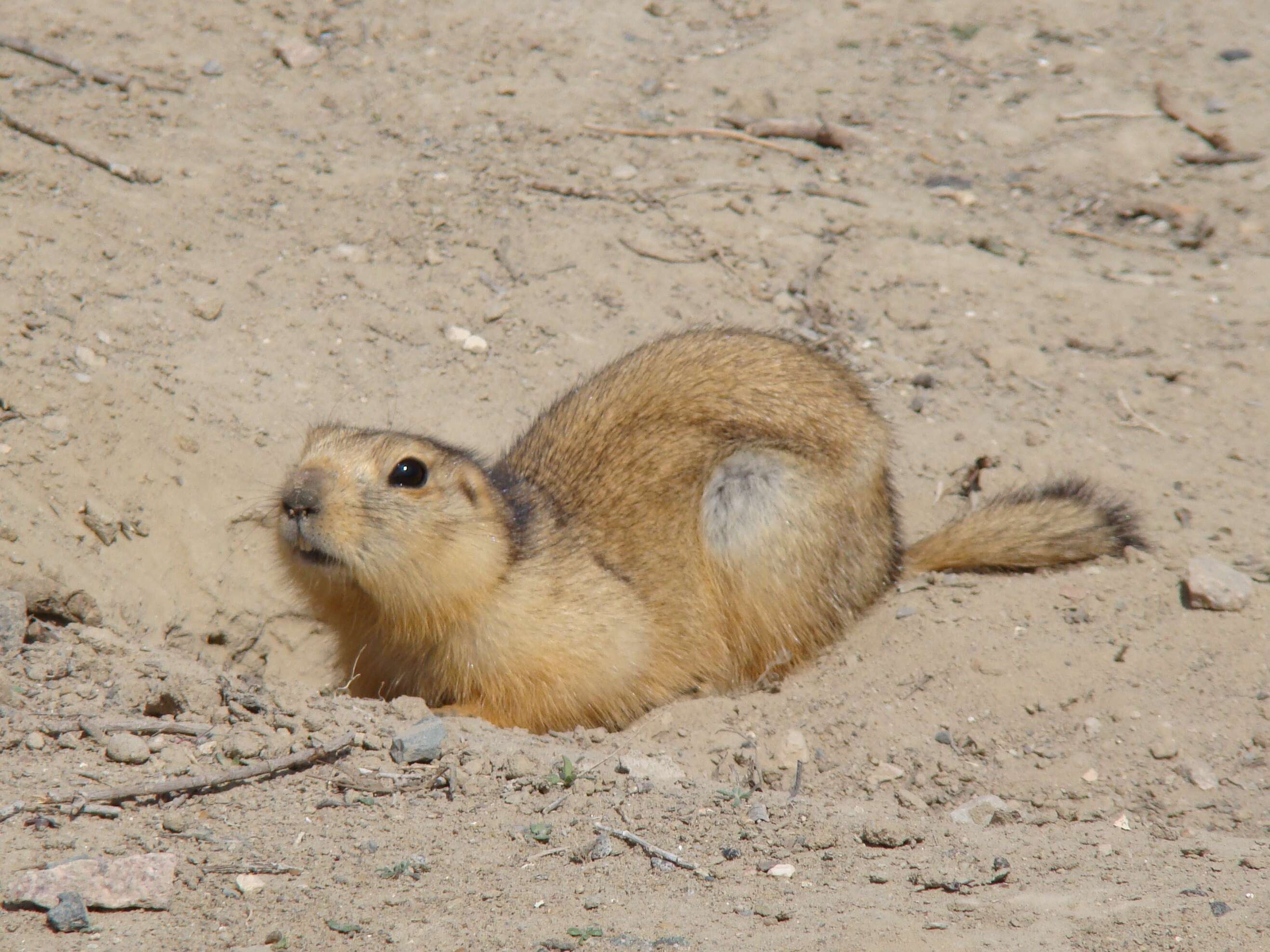 Image of squirrels, dormice, and relatives