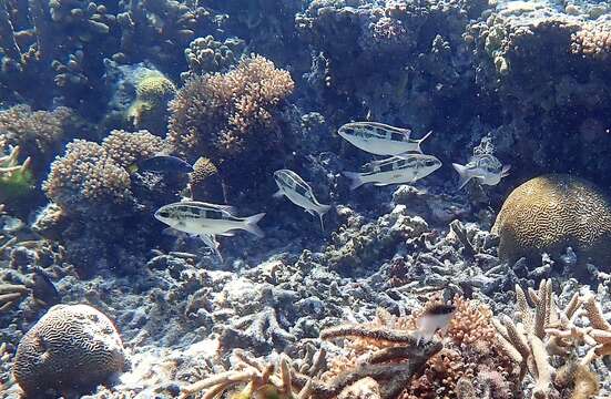 Image of Black-and-white monocle bream