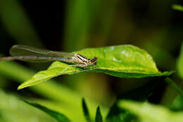 Image of Azure Bluet