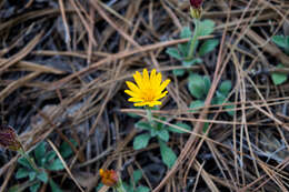 Heterotheca chihuahuana (B. L. Turner & Sundberg) B. L. Turner resmi