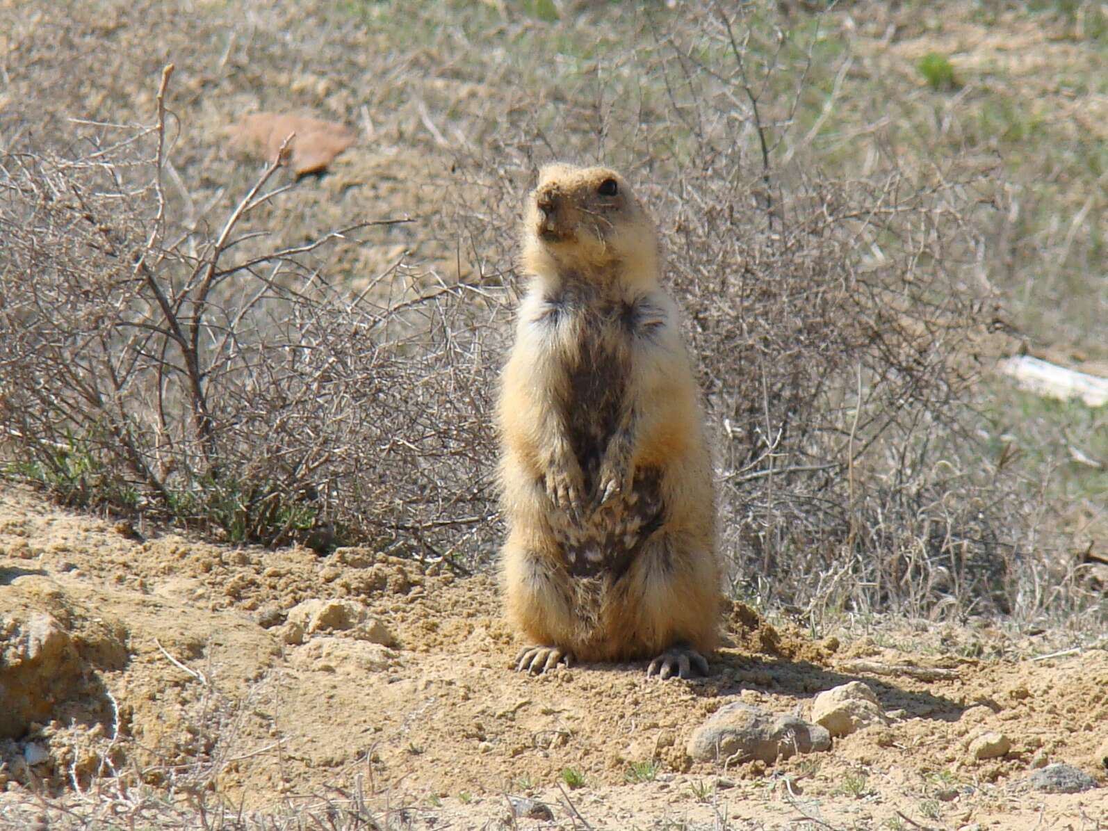 Spermophilus fulvus (Lichtenstein 1823) resmi