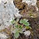 Слика од Potentilla villosula B. A. Jurtzev