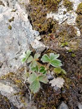 Image de Potentilla villosula B. A. Jurtzev