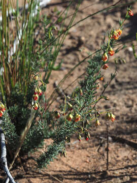 Imagem de Hermannia filifolia L. fil.