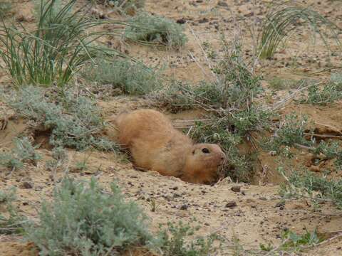 Spermophilus fulvus (Lichtenstein 1823) resmi