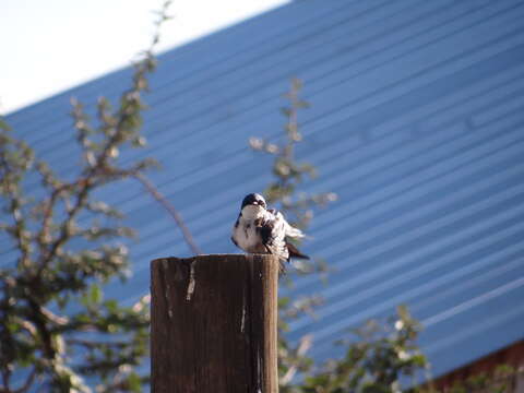 Image of Chilean Swallow