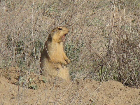 Image of Yellow Ground Squirrel