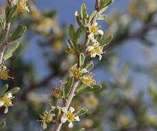 Prunus fasciculata subsp. fasciculata resmi