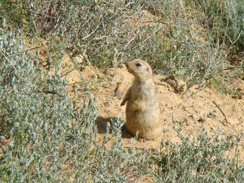 Image of Yellow Ground Squirrel