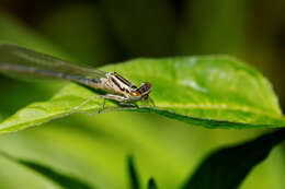 Image of Azure Bluet