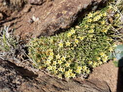 Image of Benthamiella graminifolia Skottsb.