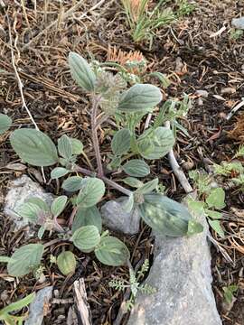 Image of Charleston phacelia