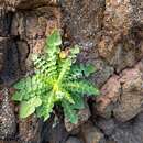 Image of Sonchus radicatus Ait.