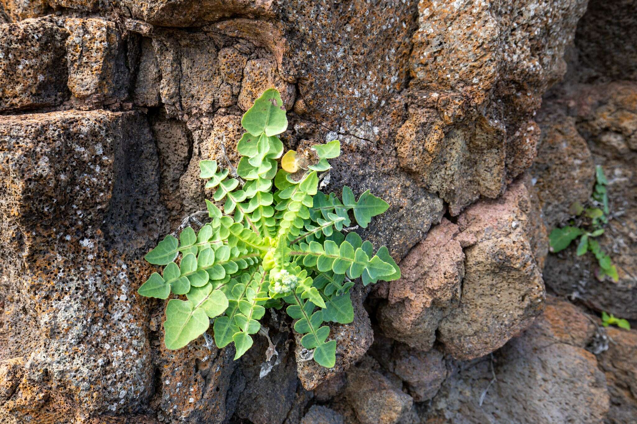 Image of Sonchus radicatus Ait.