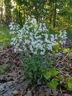 Слика од Penstemon arkansanus Pennell