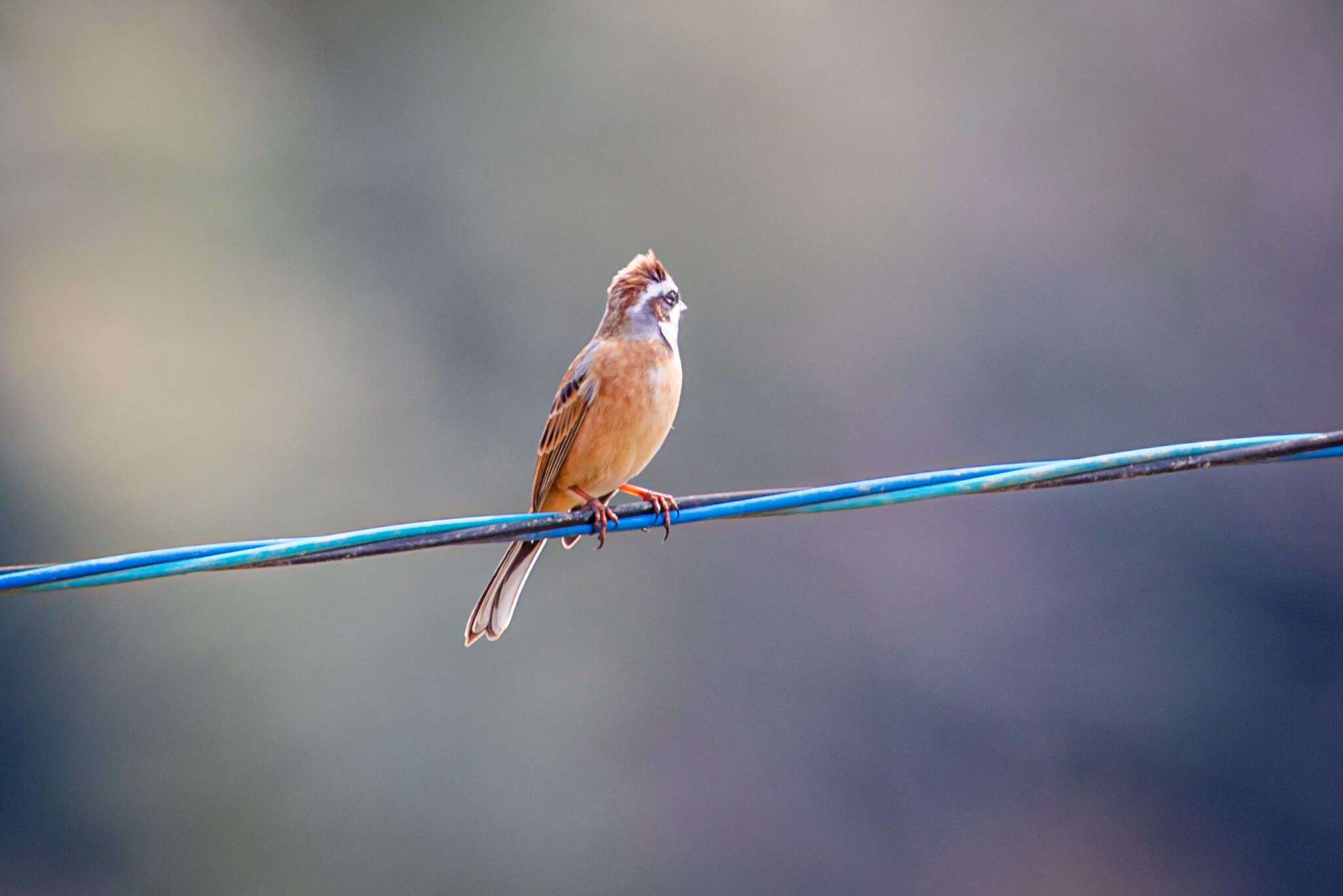 Emberiza cioides ciopsis Bonaparte 1850的圖片