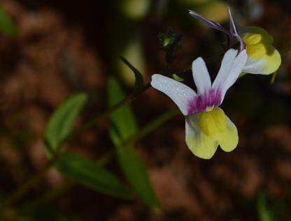 Image of Nemesia anisocarpa E. Mey. ex Benth.