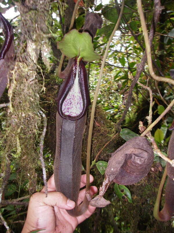 Imagem de Nepenthes izumiae Troy Davis, C. Clarke & Tamin