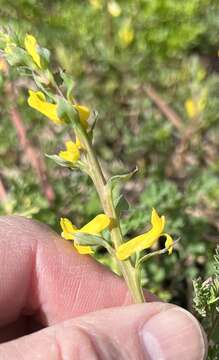 Image of smallflower fumewort