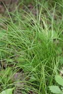 Image of pretty sedge