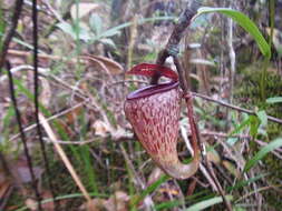 Image of Nepenthes tenuis Nerz & Wistuba