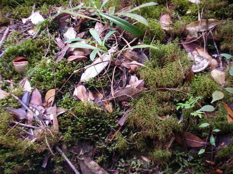 Image of Nepenthes tenuis Nerz & Wistuba