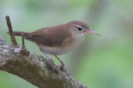 Слика од Troglodytes aedon mesoleucus (Sclater & PL 1876)