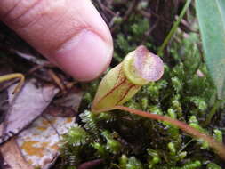 Image of Nepenthes tenuis Nerz & Wistuba