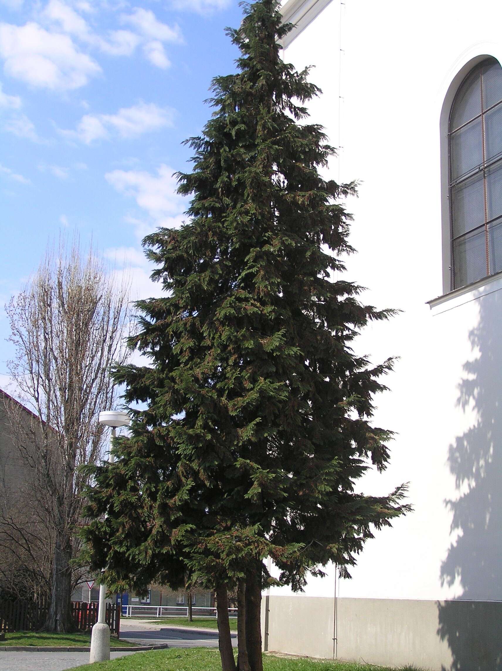 Image of Lawson's Cypress