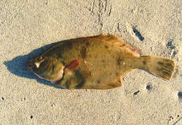 Image of Starry flounders