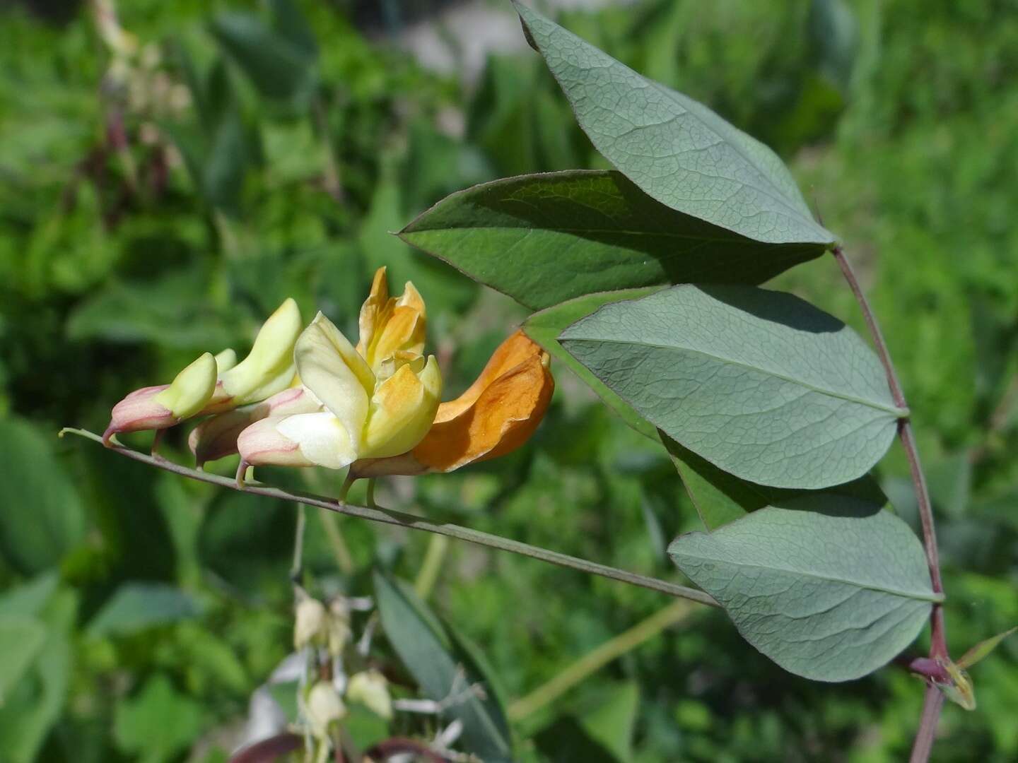 Imagem de Lathyrus laevigatus (Waldst. & Kit.) Gren.