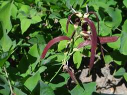 Imagem de Lathyrus laevigatus (Waldst. & Kit.) Gren.