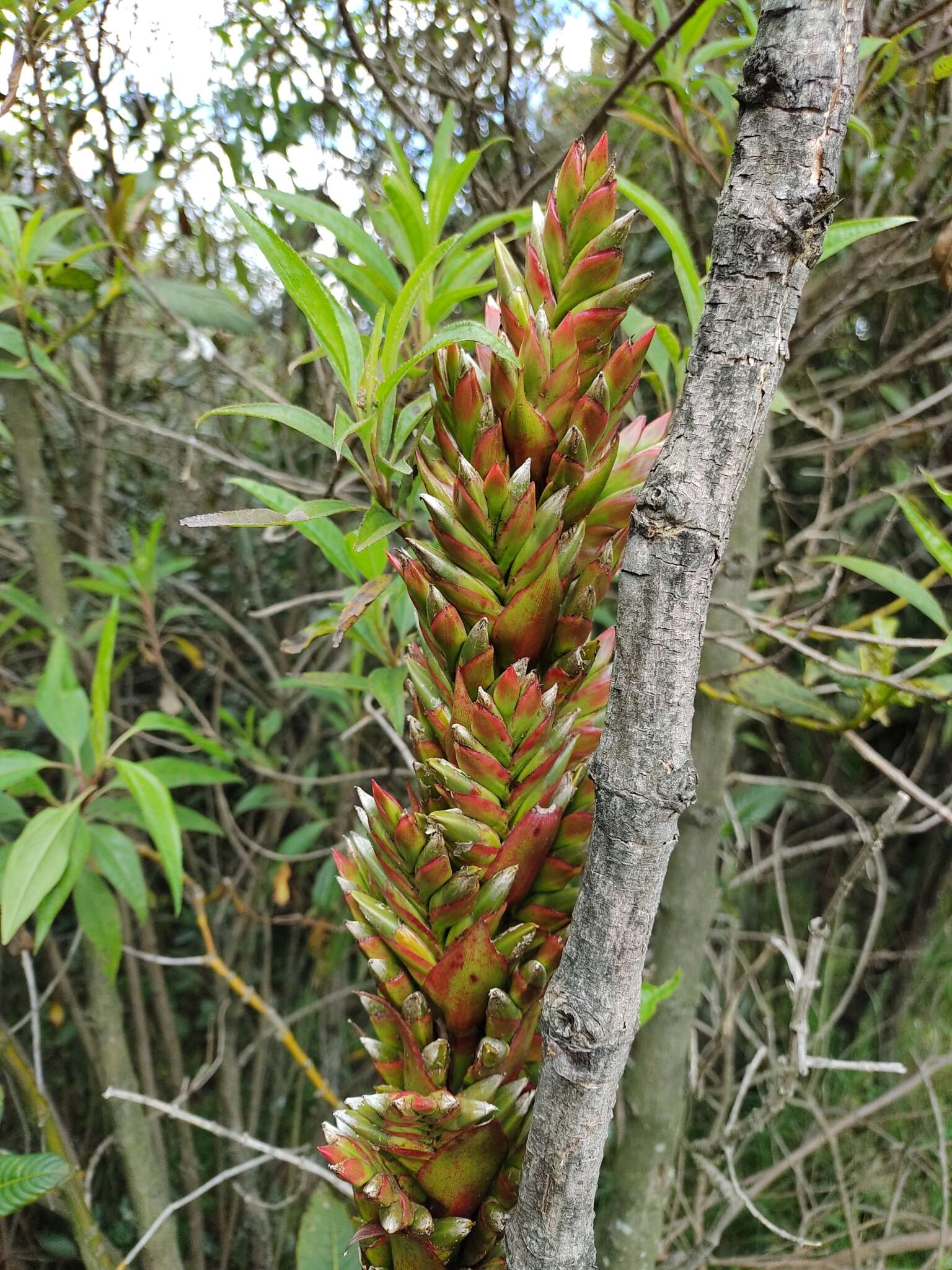 Imagem de Tillandsia pastensis André